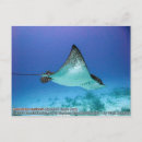 Pesquisar por raio x cartoes postais Ray