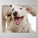Pesquisar por bull terrier pôsteres Design