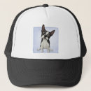Pesquisar por boston terrier bones Filhote de cachorro