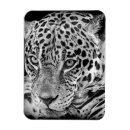 Pesquisar por jaguar animal imas Onça