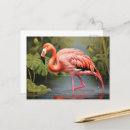 Pesquisar por flamingo cartoes postais Vida selvagem