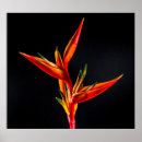 Pesquisar por flor strelitzia pôsteres Pássaro