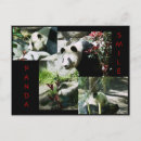 Pesquisar por panda preto e branco cartoes postais Natureza