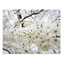 Pesquisar por flores de cerejeira brancas pôsteres Sakura