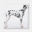Pesquisar por dalmatian imas Cão