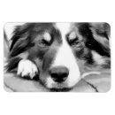 Pesquisar por borda branca imas Animal