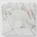 Pesquisar por carnivora porta copos Mamífero