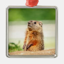 Pesquisar por marmota ornamentos Natureza