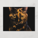 Pesquisar por cat cartoes postais Foto de gato