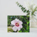 Pesquisar por flor hibiscus cartoes postais Rosa