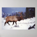 Pesquisar por mammals fotografia Photography