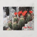 Pesquisar por porco cartoes postais Deserto