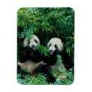 Pesquisar por comportamento imas Fauna