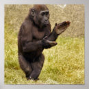 Pesquisar por chimpanzee pôsteres Primata