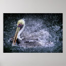 Pesquisar por pelicanos pósteres pôsteres Flórida