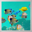 Pesquisar por peixes coloridos pôsteres Qualquer pessoa