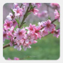Pesquisar por árvore fruta adesivos Planta