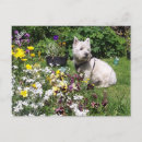 Pesquisar por cão westie cartoes postais Branco