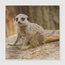 Pesquisar por interessante imas Fofofo