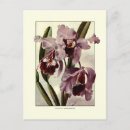 Pesquisar por orquídea do cattleya cartoes postais Orquídeas
