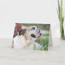 Pesquisar por amizade engraçada cartoes Cão