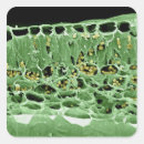 Pesquisar por efeito papel adesivos Imagem