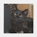 Pesquisar por cansado imas Gato