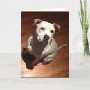 Pesquisar por bully cartoes Pit bull