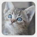 Pesquisar por gato doméstico adesivos Animais domésticos