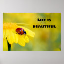 Pesquisar por ladybug fotografia Natureza