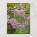 Pesquisar por flor japonesa cartoes postais Flores de primavera