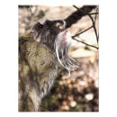 Pesquisar por macacos kodak Animais