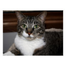 Pesquisar por pet pôsteres Gato