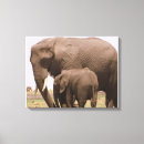Pesquisar por elefante bebê impressão de canvas Elefantes
