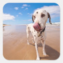 Pesquisar por dalmatian adesivos Animais de estimação