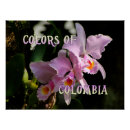 Pesquisar por orquídea cattleya pôsteres Natureza