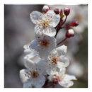 Pesquisar por flor cerejeira pôsteres Flores de primavera
