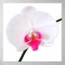 Pesquisar por orquídeas do phalaenopsis pôsteres Rosa