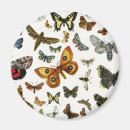 Pesquisar por desenho da borboleta imas Borboletas