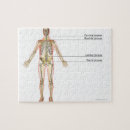 Pesquisar por sistema nervoso humano pósteres pôsteres Parte do corpo humano