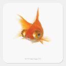 Pesquisar por peixes grandes adesivos Criaturas do sealife