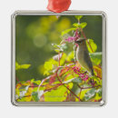 Pesquisar por cedros ornamentos Natureza