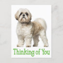 Pesquisar por shitzu cartoes postais Cão