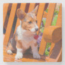 Pesquisar por cachorrinho porta copos Cão