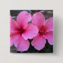 Pesquisar por flor cor de rosa do hibiscus Flores