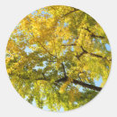 Pesquisar por ginkgo adesivos Natureza