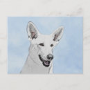 Pesquisar por pastor branco cartoes postais German shepherd branco