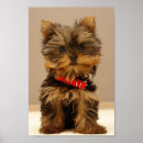 Pesquisar por do yorkshire terrier pósteres pôsteres Cãozinho