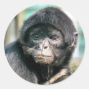 Pesquisar por não meus macacos adesivos Animal