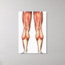 Pesquisar por anatomia humana artes pôsteres Pé